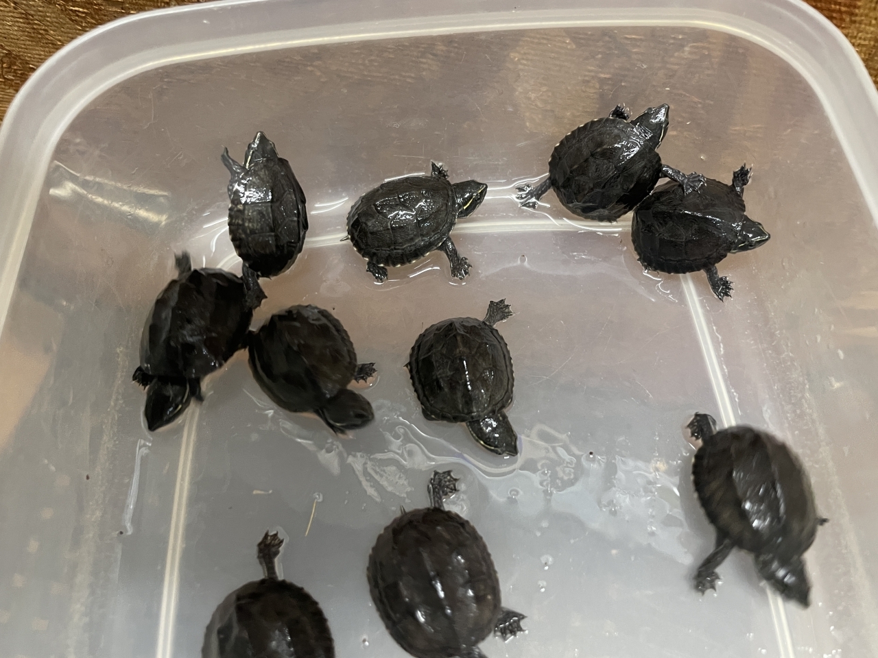 ミシシッピニオイガメ(1)