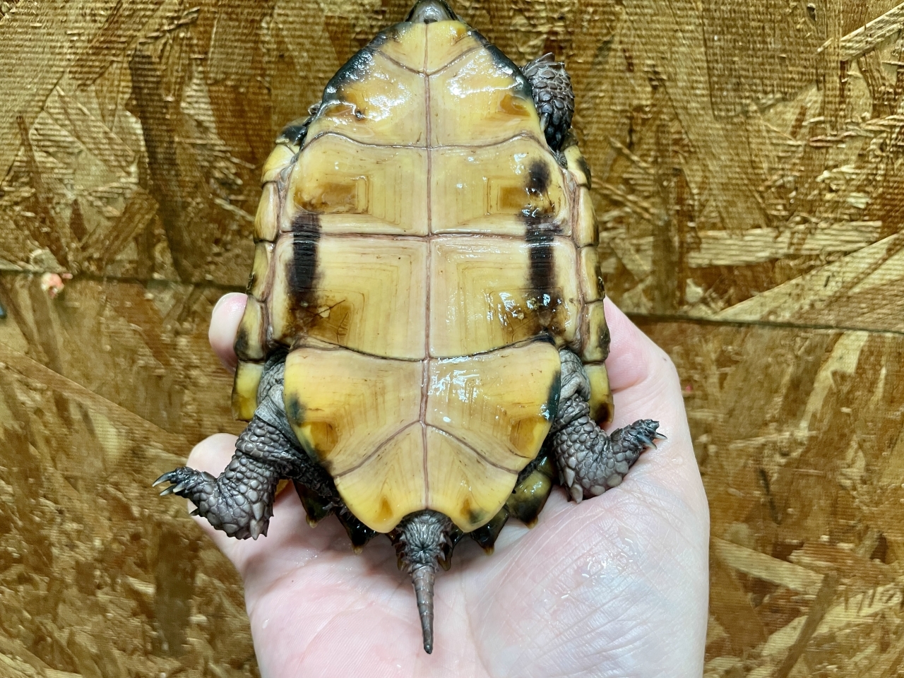 ムオヒラセガメ(5)