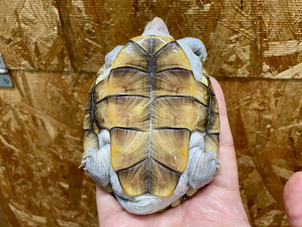 オルナータダイヤモンドバックテラピン（ピンクヘッド）(5)