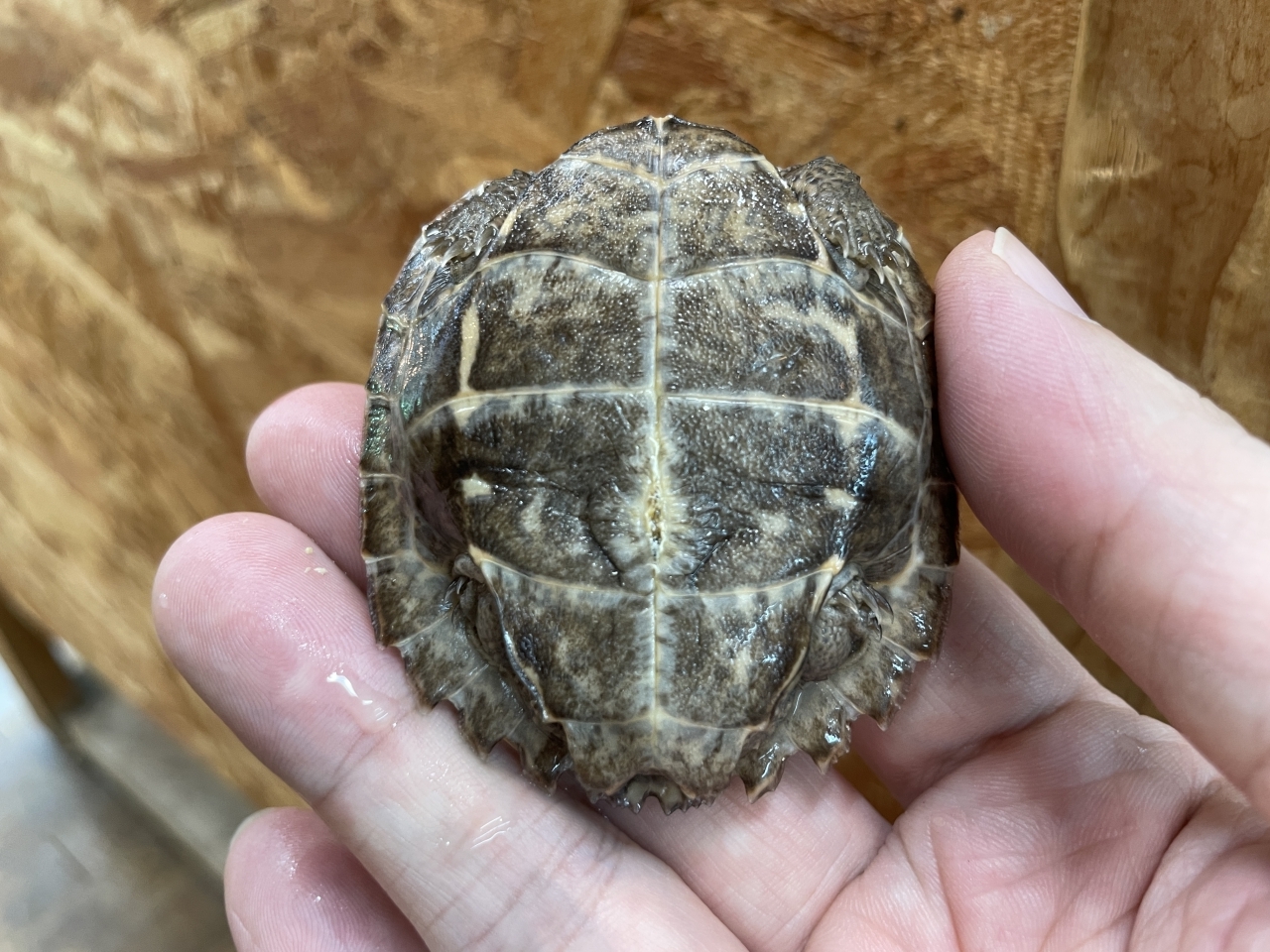 オオヤマガメ(4)