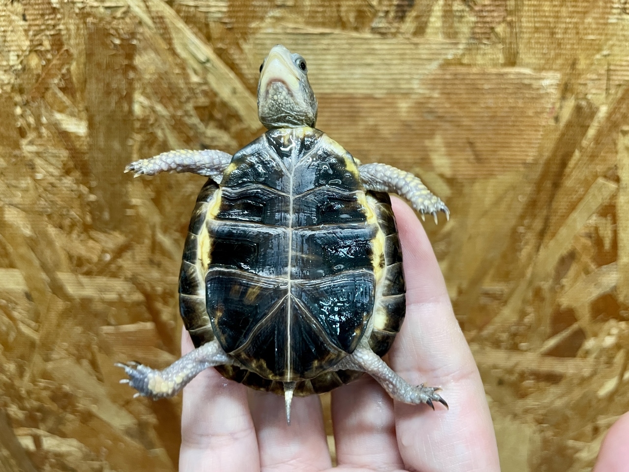 トウブハコガメ（No.A）(5)