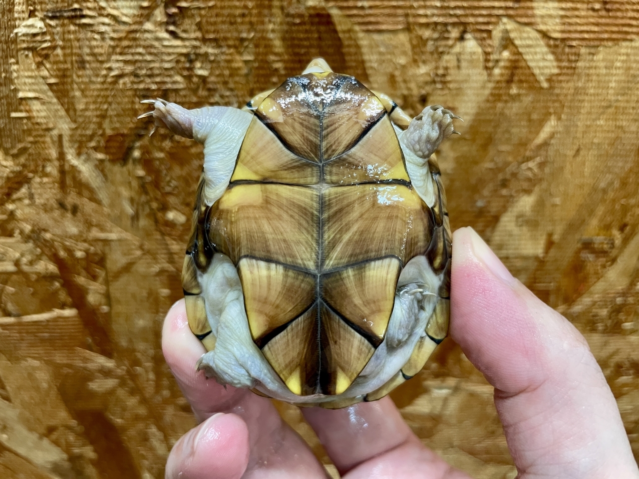 フロリダドロガメ（ハイポ）（No.3）(4)