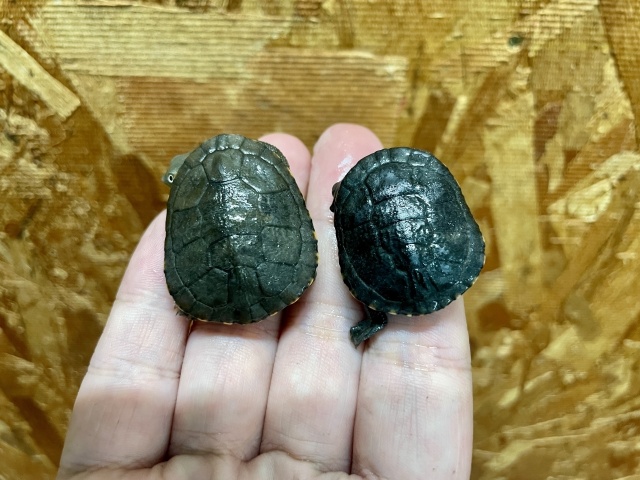 マッコードナガクビガメ（完品）