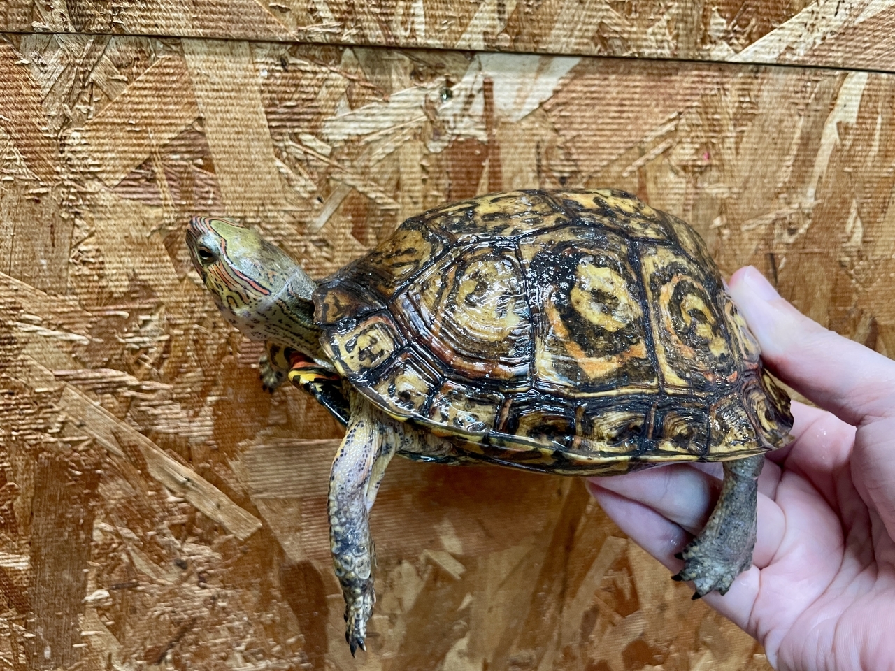 コスタリカアカスジヤマガメ(2)